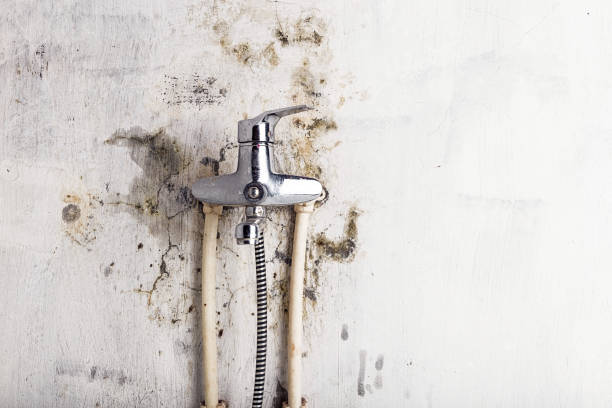 Best Kitchen Mold Remediation in Jenison, MI
