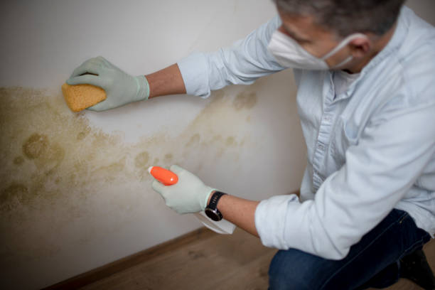 Best Health and Safety Mold Remediation in Jenison, MI