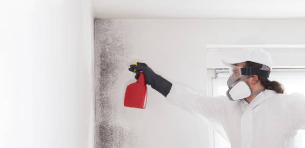 Best Attic Mold Remediation in Jenison, MI