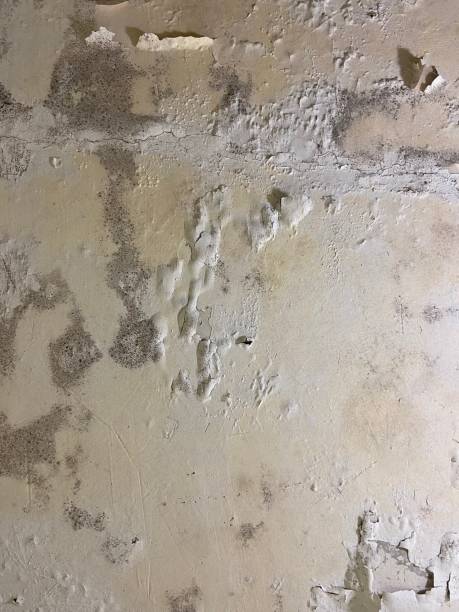 Best Localized Mold Remediation (e.g., coastal areas, humid climates) in Jenison, MI